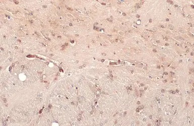 Immunohistochemistry (Formalin/PFA-fixed paraffin-embedded sections) - Anti-Nucleoporin p62/NUP62 antibody [HL1226] - BSA and Azide free (AB313836), expandable thumbnail