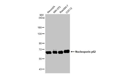 Western blot - Anti-Nucleoporin p62/NUP62 antibody [HL1226] - BSA and Azide free (AB313836), expandable thumbnail