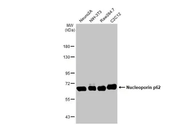 Western blot - Anti-Nucleoporin p62/NUP62 antibody [HL1226] - BSA and Azide free (AB313836)