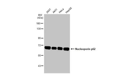 Western blot - Anti-Nucleoporin p62/NUP62 antibody [HL1226] - BSA and Azide free (AB313836), expandable thumbnail
