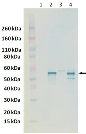 Western blot - Anti-Nucleoprotein Crimean-Congo hemorrhagic fever virus antibody (AB190657)