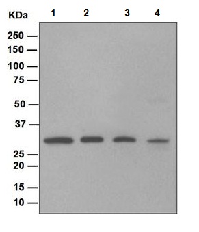 Western blot - Anti-Nucleoside phosphorylase antibody [EPR5714] (AB109559)