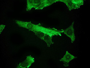 Immunocytochemistry/ Immunofluorescence - Anti-Nucleoside phosphorylase antibody [EPR5715] (AB109447)