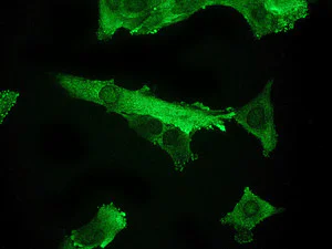 Immunocytochemistry/ Immunofluorescence - Anti-Nucleoside phosphorylase antibody [EPR5715] (AB109447)