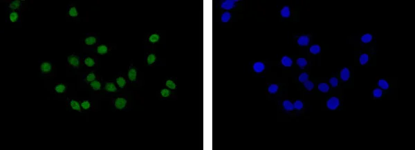 Immunocytochemistry/ Immunofluorescence - Anti-Nucleoside triphosphate phosphohydrolase antibody [EPR14325-50] - BSA and Azide free (AB250597)