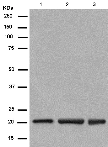 Western blot - Anti-Nucleoside triphosphate phosphohydrolase antibody [EPR14325-50] - BSA and Azide free (AB250597)