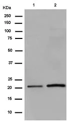 Western blot - Anti-Nucleoside triphosphate phosphohydrolase antibody [EPR14325] (AB182154)