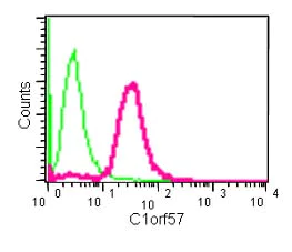 Flow Cytometry (Intracellular) - Anti-Nucleoside triphosphate phosphohydrolase antibody [EPR14325] - BSA and Azide free (AB250596)