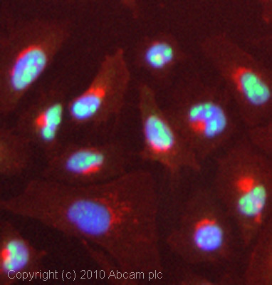 Immunocytochemistry/ Immunofluorescence - Anti-Nucleostemin antibody (ab70346), expandable thumbnail