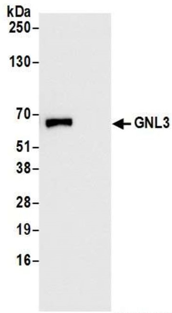 Immunoprecipitation - Anti-Nucleostemin antibody (AB70346), expandable thumbnail