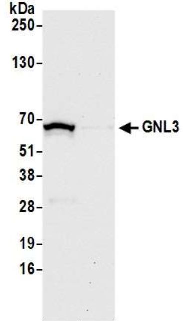 Western blot - Anti-Nucleostemin antibody (AB70346), expandable thumbnail