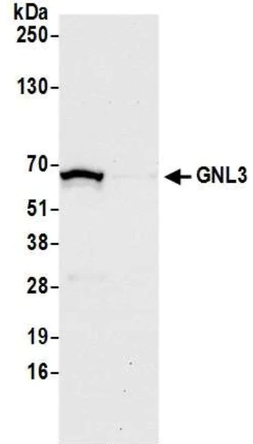 Western blot - Anti-Nucleostemin antibody (AB70346)