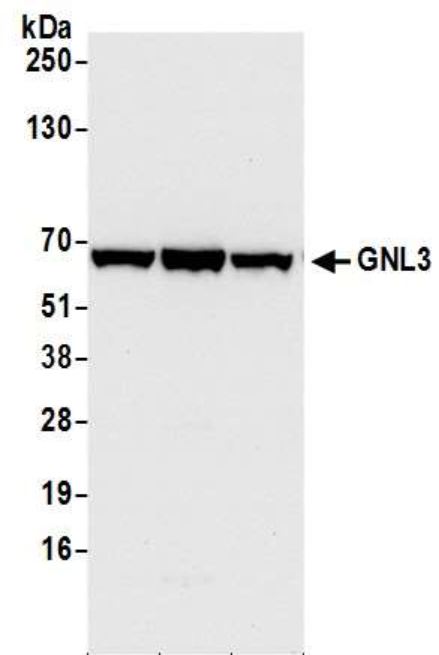 Western blot - Anti-Nucleostemin antibody (AB70346), expandable thumbnail