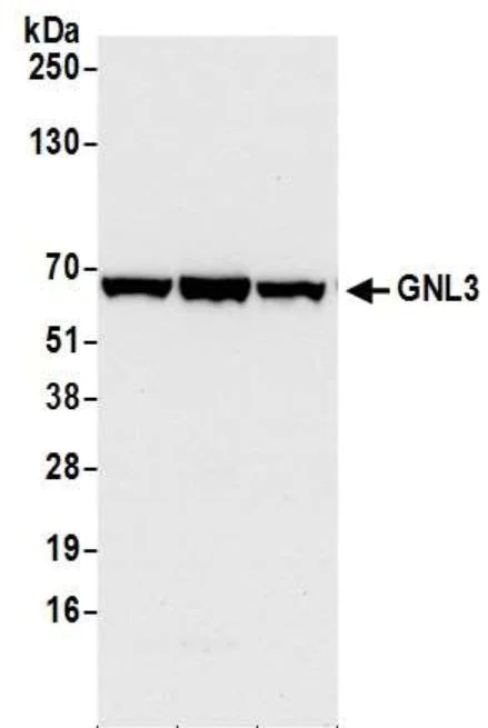 Western blot - Anti-Nucleostemin antibody (AB70346)