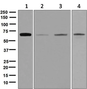 Western blot - Anti-Nucleostemin antibody [EPR3911(2)] (AB129185)