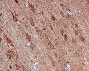 Immunohistochemistry (Formalin/PFA-fixed paraffin-embedded sections) - Anti-NUDC antibody [EPR5073] - BSA and Azide free (AB247833)