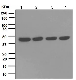 Western blot - Anti-NUDC antibody [EPR5073] - BSA and Azide free (AB247833)