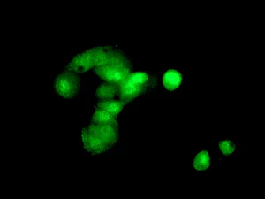 Immunocytochemistry/ Immunofluorescence - Anti-NUDCD2 antibody [EPR11558] - BSA and Azide free (AB249691)