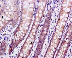Immunohistochemistry (Formalin/PFA-fixed paraffin-embedded sections) - Anti-NUDCD2 antibody [EPR11558] - BSA and Azide free (AB249691)