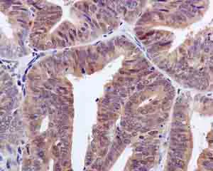 Immunohistochemistry (Formalin/PFA-fixed paraffin-embedded sections) - Anti-NUDCD2 antibody [EPR11558] - BSA and Azide free (AB249691)