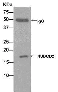 Immunoprecipitation - Anti-NUDCD2 antibody [EPR11558] - BSA and Azide free (AB249691)