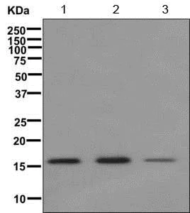 Western blot - Anti-NUDCD2 antibody [EPR11558] - BSA and Azide free (AB249691)