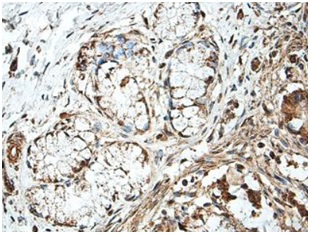 Immunohistochemistry (Formalin/PFA-fixed paraffin-embedded sections) - Anti-NUDT12 antibody (AB197310), expandable thumbnail