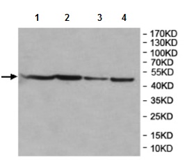 Western blot - Anti-NUDT12 antibody (AB197310), expandable thumbnail