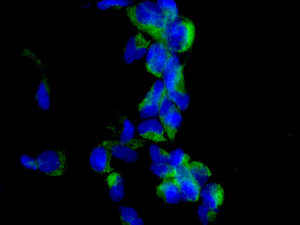 Immunocytochemistry/ Immunofluorescence - Anti-NUDT19 antibody [EPR13162-106] - BSA and Azide free (AB250171), expandable thumbnail