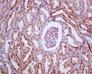 Immunohistochemistry (Formalin/PFA-fixed paraffin-embedded sections) - Anti-NUDT19 antibody [EPR13162-63] (AB180166)