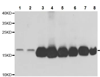 Western blot - Anti-NUDT2 antibody (AB210769)