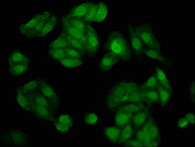 Immunocytochemistry/ Immunofluorescence - Anti-NUDT5 antibody (AB238826)