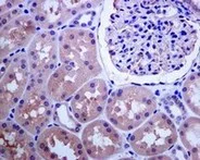 Immunohistochemistry (Formalin/PFA-fixed paraffin-embedded sections) - Anti-NUDT5 antibody [EPR7734] (AB129172)