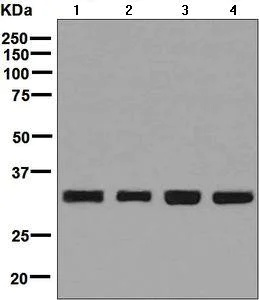 Western blot - Anti-NUDT5 antibody [EPR7734] (AB129172)