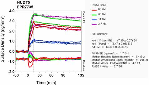 OI-RD Scanning - Anti-NUDT5 antibody [EPR7735] (AB129163), expandable thumbnail