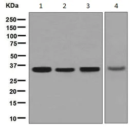 Western blot - Anti-NUDT5 antibody [EPR7735] (AB129163)
