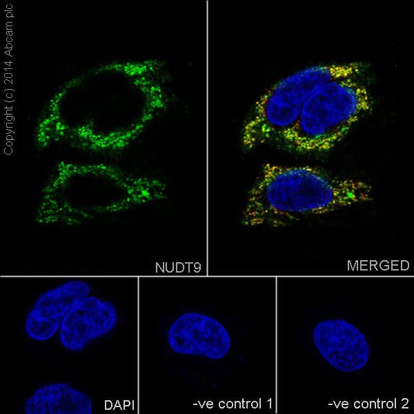 Immunocytochemistry/ Immunofluorescence - Anti-NUDT9 antibody [EPR15175] (AB197021)