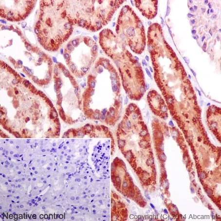 Immunohistochemistry (Formalin/PFA-fixed paraffin-embedded sections) - Anti-NUDT9 antibody [EPR15175] (AB197021)