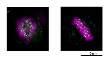 Immunocytochemistry/ Immunofluorescence - Anti-Nuf2 antibody (AB122962)