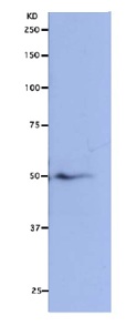 Western blot - Anti-Nuf2 antibody (AB122962)