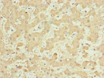 Immunohistochemistry (Formalin/PFA-fixed paraffin-embedded sections) - Anti-Nuf2 antibody (AB230313)