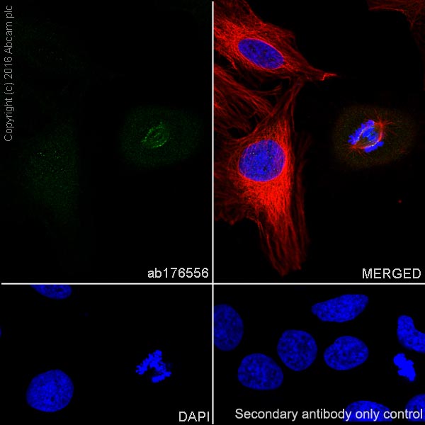 Anti-Nuf2 antibody [EPR13018(B)]