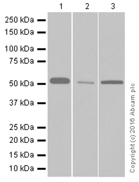 Western blot - Anti-Nuf2 antibody [EPR13018(B)] (AB176556)
