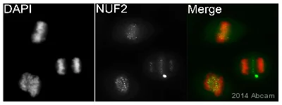 Immunocytochemistry/ Immunofluorescence - Anti-Nuf2 antibody [EPR13018(B)] - BSA and Azide free (AB238970)