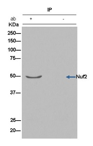 Immunoprecipitation - Anti-Nuf2 antibody [EPR13019] - BSA and Azide free (AB250277), expandable thumbnail