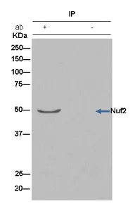 Immunoprecipitation - Anti-Nuf2 antibody [EPR13019] - BSA and Azide free (AB250277)