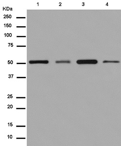 Western blot - Anti-Nuf2 antibody [EPR13019] - BSA and Azide free (AB250277), expandable thumbnail