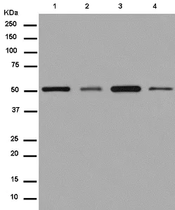Western blot - Anti-Nuf2 antibody [EPR13019] - BSA and Azide free (AB250277)