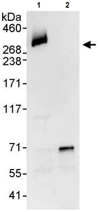 Immunoprecipitation - Anti-NuMA antibody (AB241470)