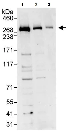 Western blot - Anti-NuMA antibody (AB241470)